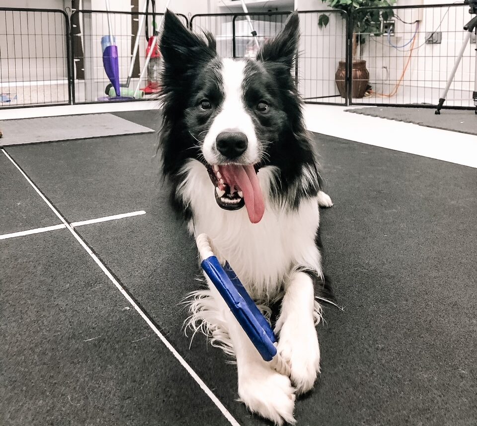 Border Collie stares at the camera with tongue sticking out holding a bone between paws.