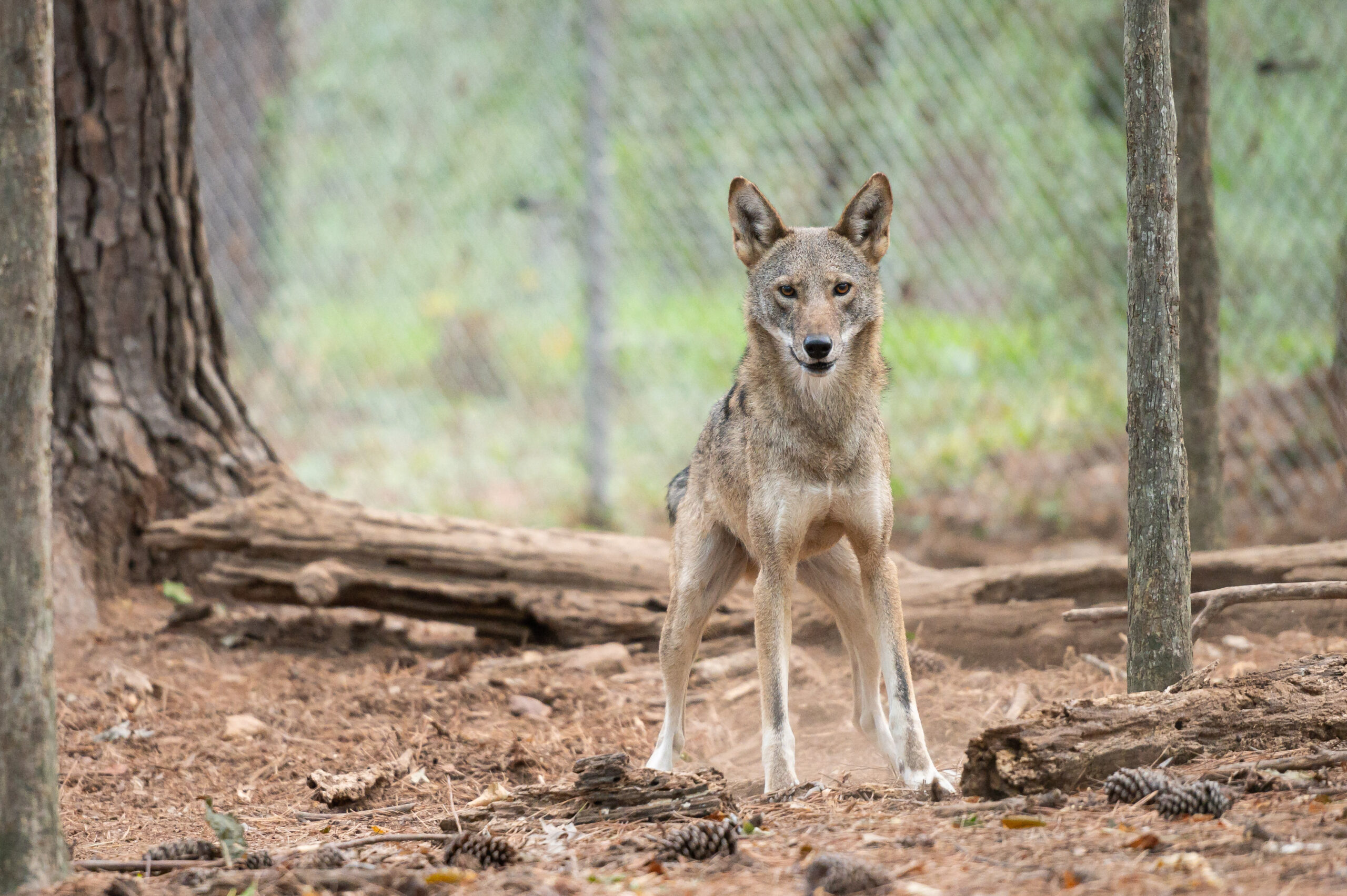 Photo of Red Wolf