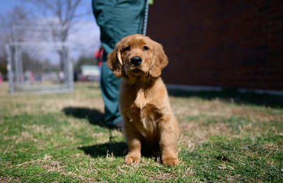 photo of puppy