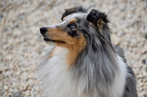 Australian shepherd sitting and staring off to the left.