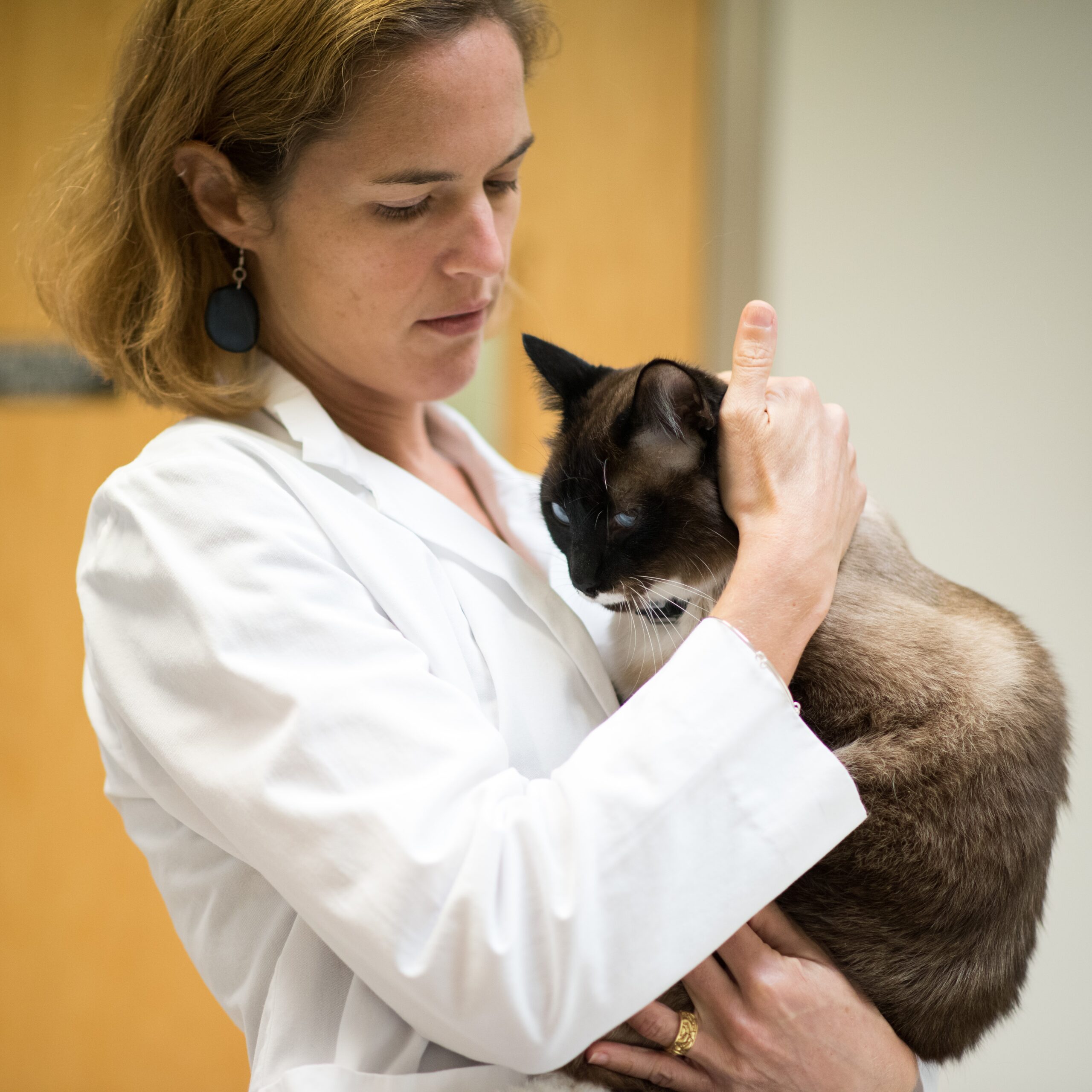 Dr. Margaret E. Gruen holding a Siamese cat the veterinary office.
