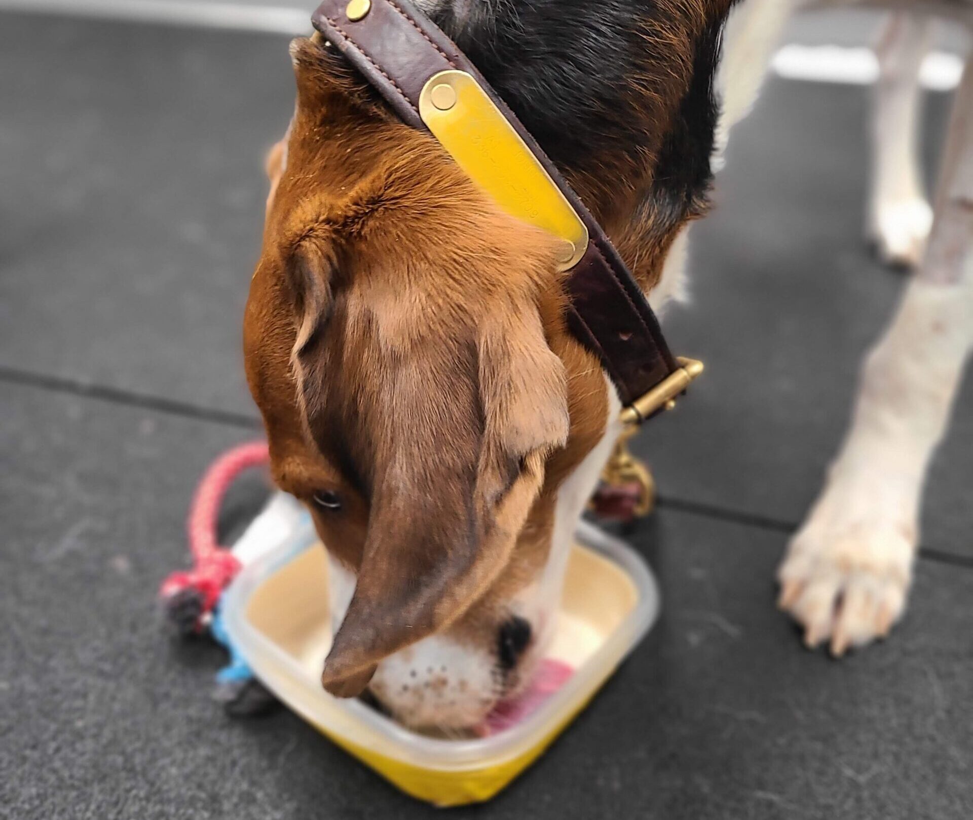 Brown and white hound licks a tupperware bowl in our cognitive lab.