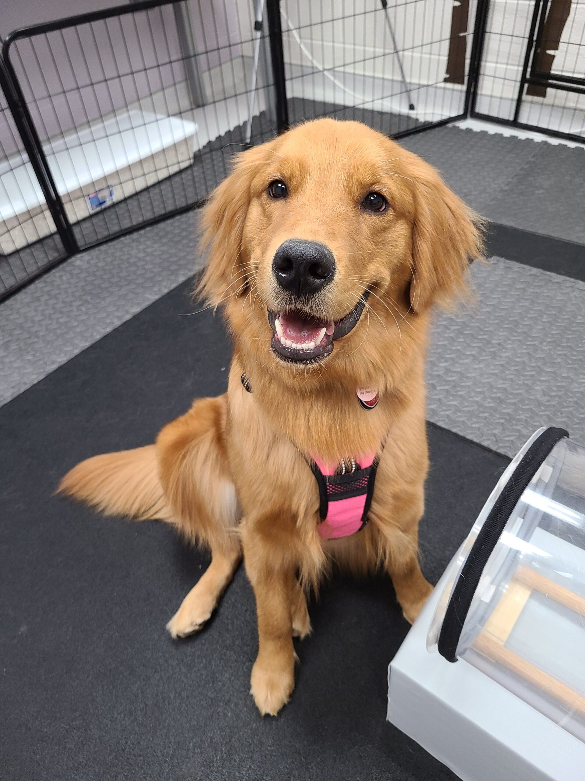 Golden retriever with pink harness sits next to the cylinder task in our cognitive lab.