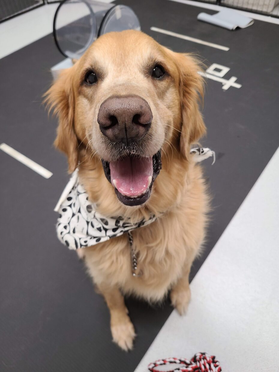 A Golden Retriever wearing a bandana is sitting and staring toward the camera with a smile in our cognitive lab.