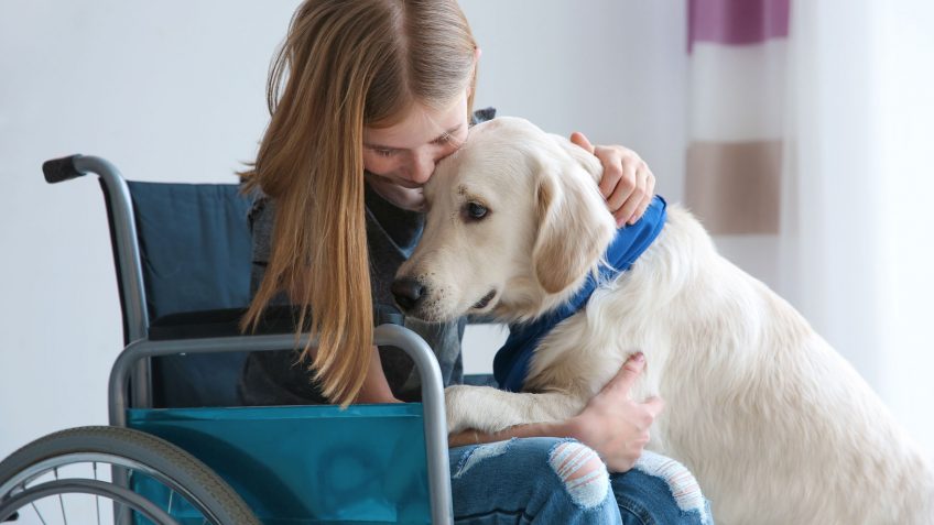 Girl in wheelchair with lab service dog in lap. 