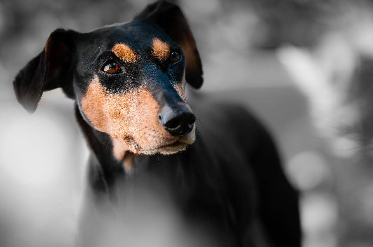 Mixed breed dog looking into distance with a blurred background.