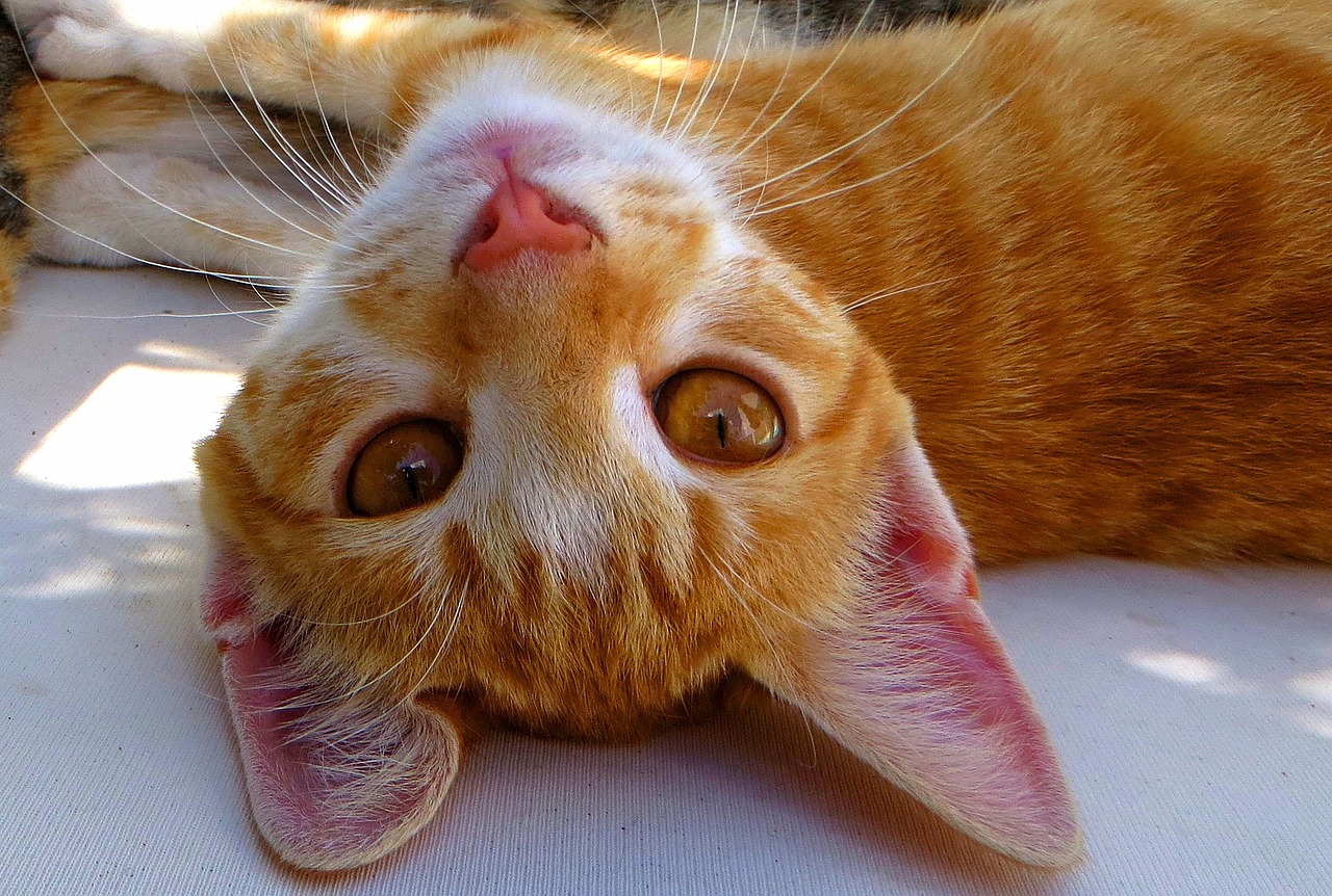 Orange cat lays in the sun and faces the camera upside down.