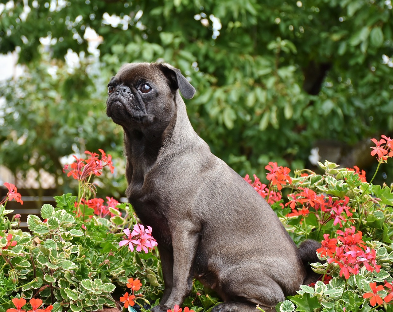 Black pug sits in a flower bed of red flowers.
