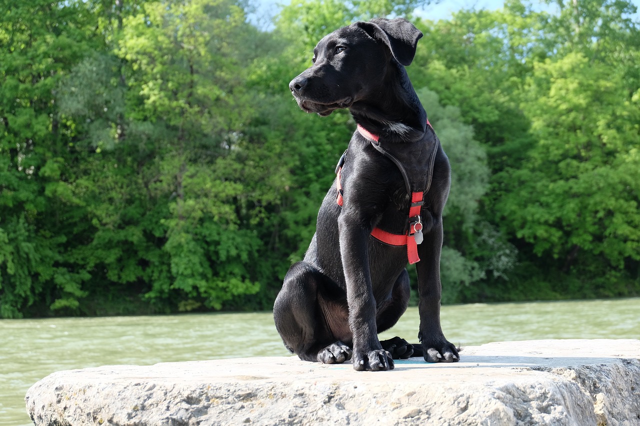 Black lab puppy sits upright on a rock with a vest on looking into the distance.