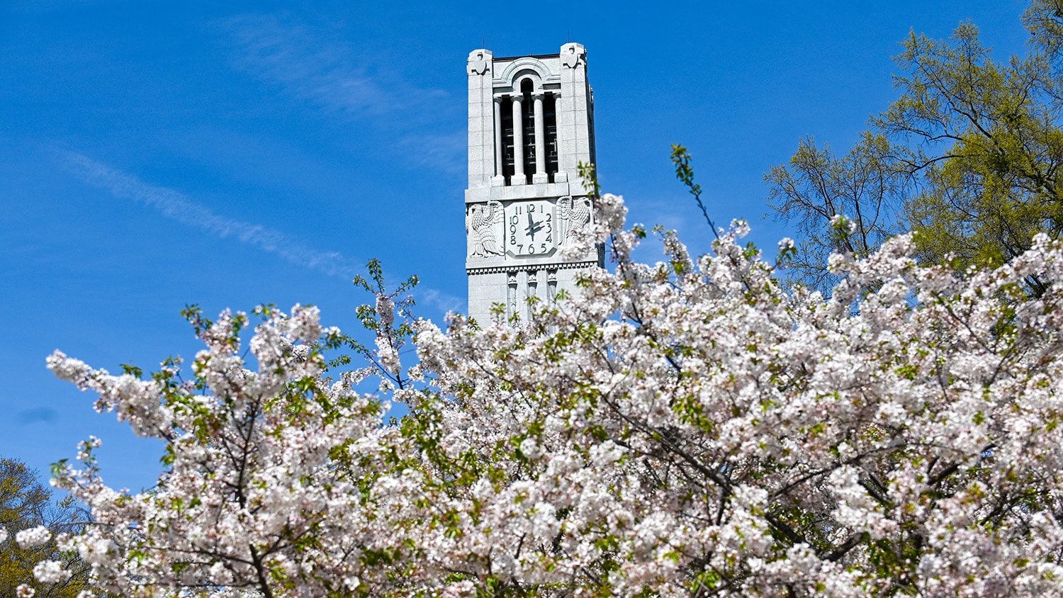 NC State Belltower in the spring with a blooming tree in front.