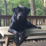 A black lab lounging on a picnic table.