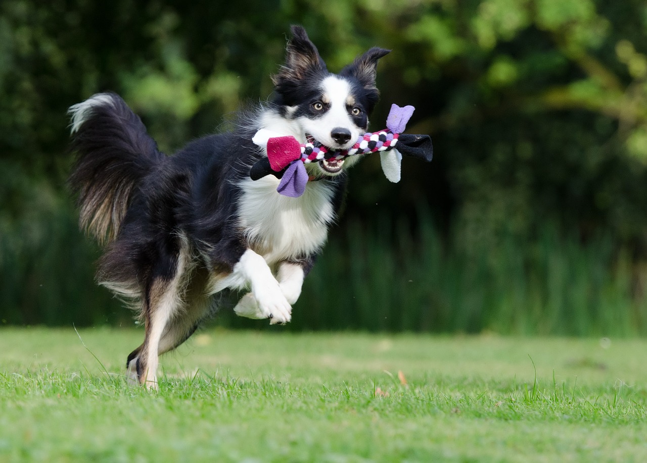 A border collie mid jump in a field with a rope toy held in its mouth.