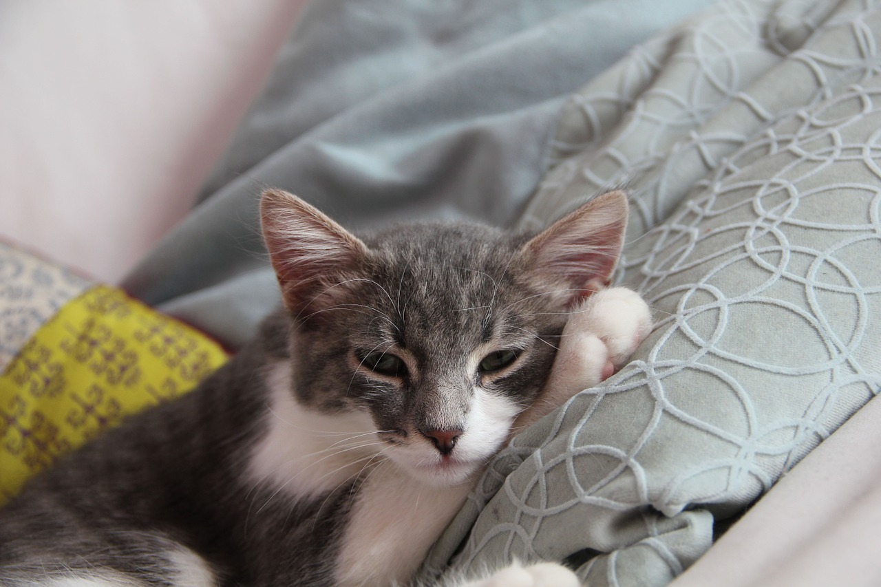 Gray and white kitten lays against a pillow with their end on one paw.