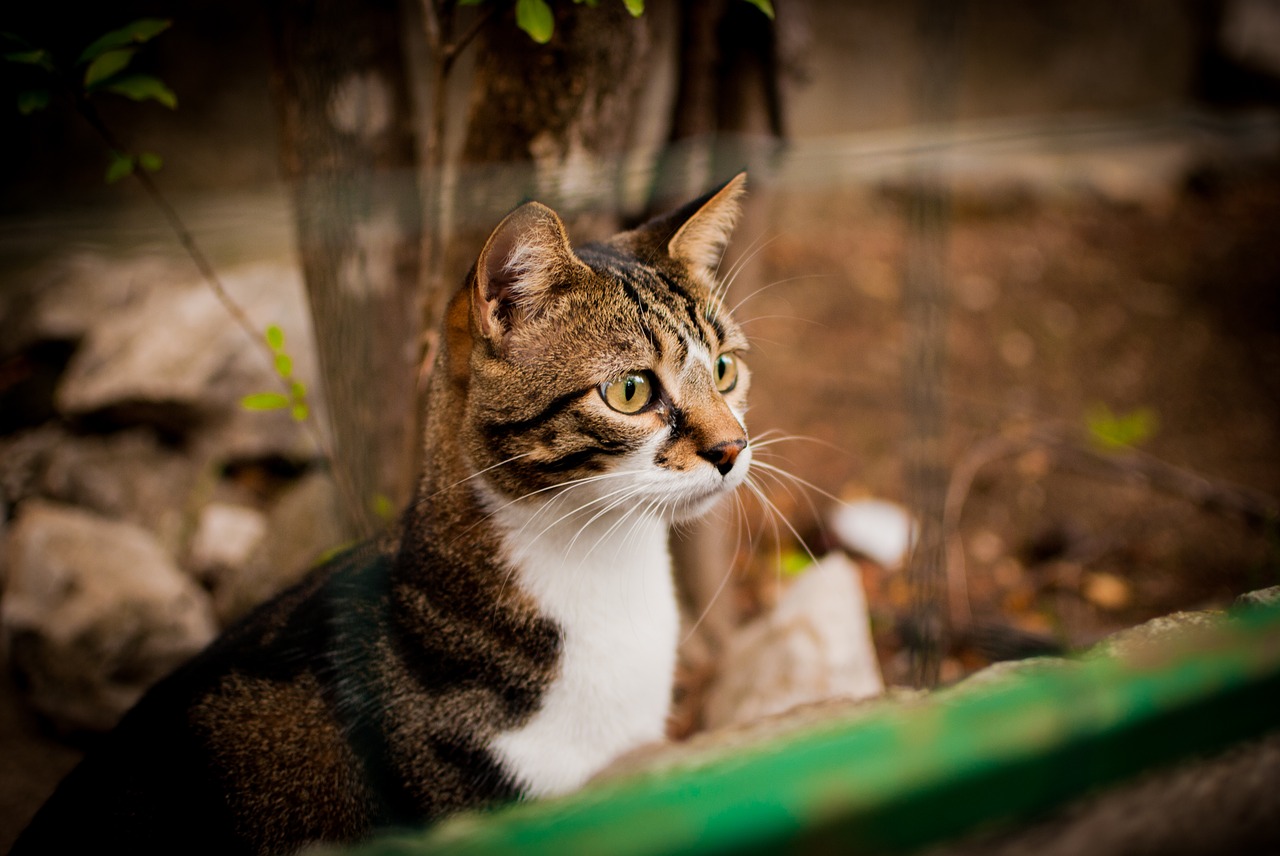 Brown striped cat sits behind a green fence staring across.