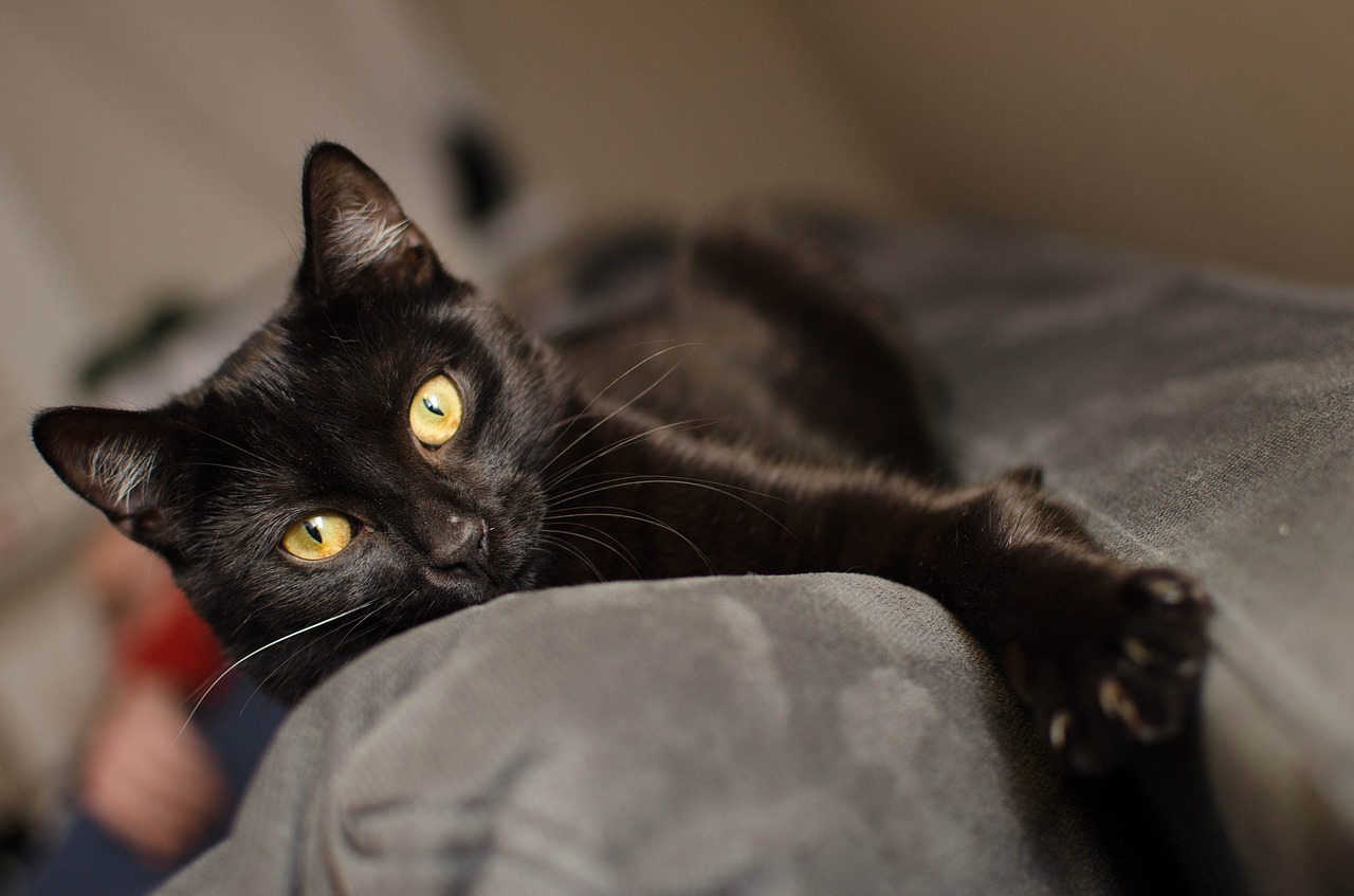 Black cat lays across back of couch and stares at camera.