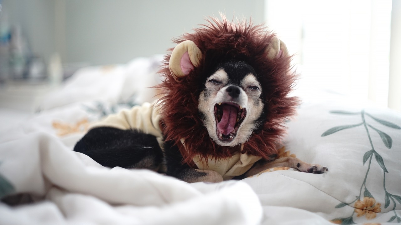Chihuahua with a lion's mane hat yawns toward the camera in a bed.