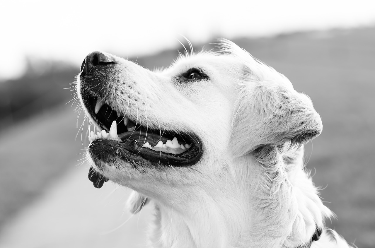 Black and white photo of an older retriever staring into the distance with a smile.