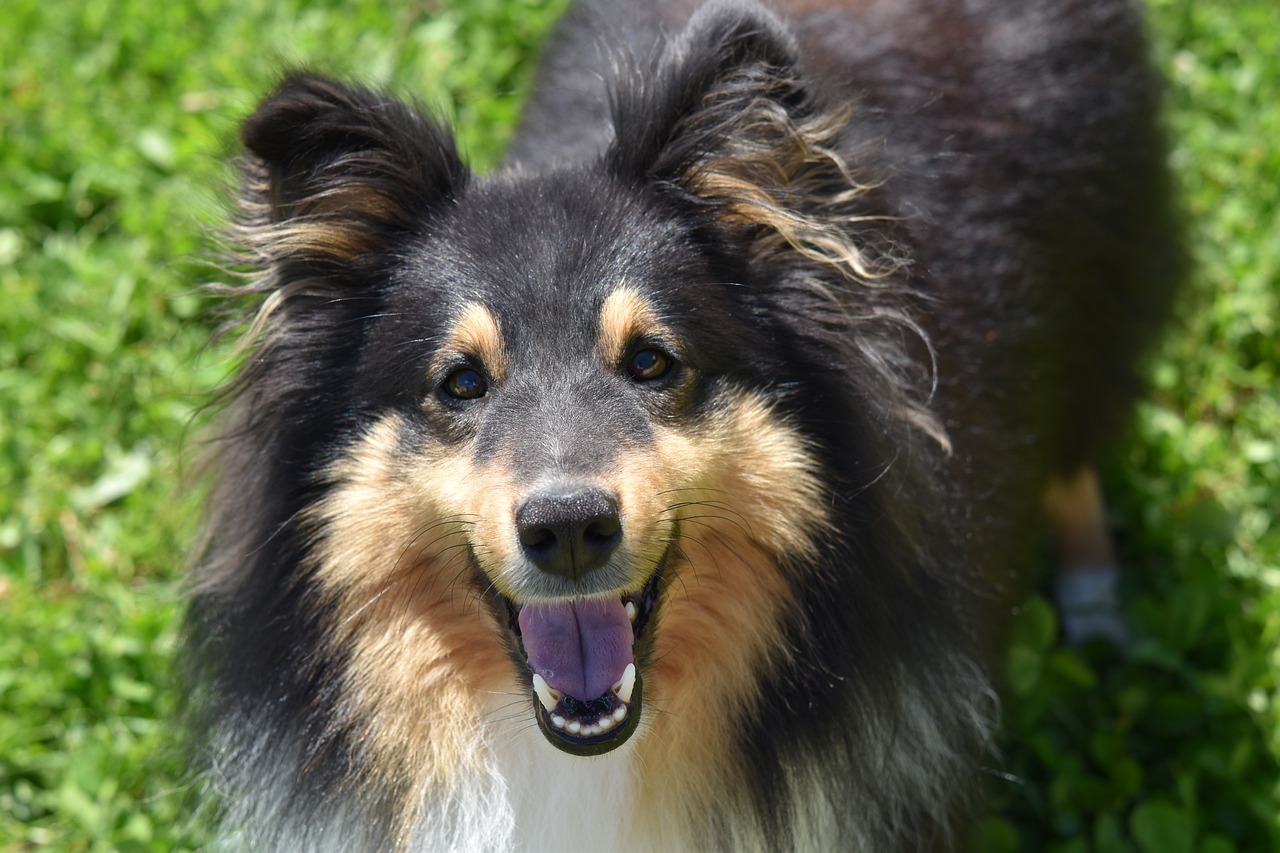 Black and Tan collie mix stares at camera with a smile.