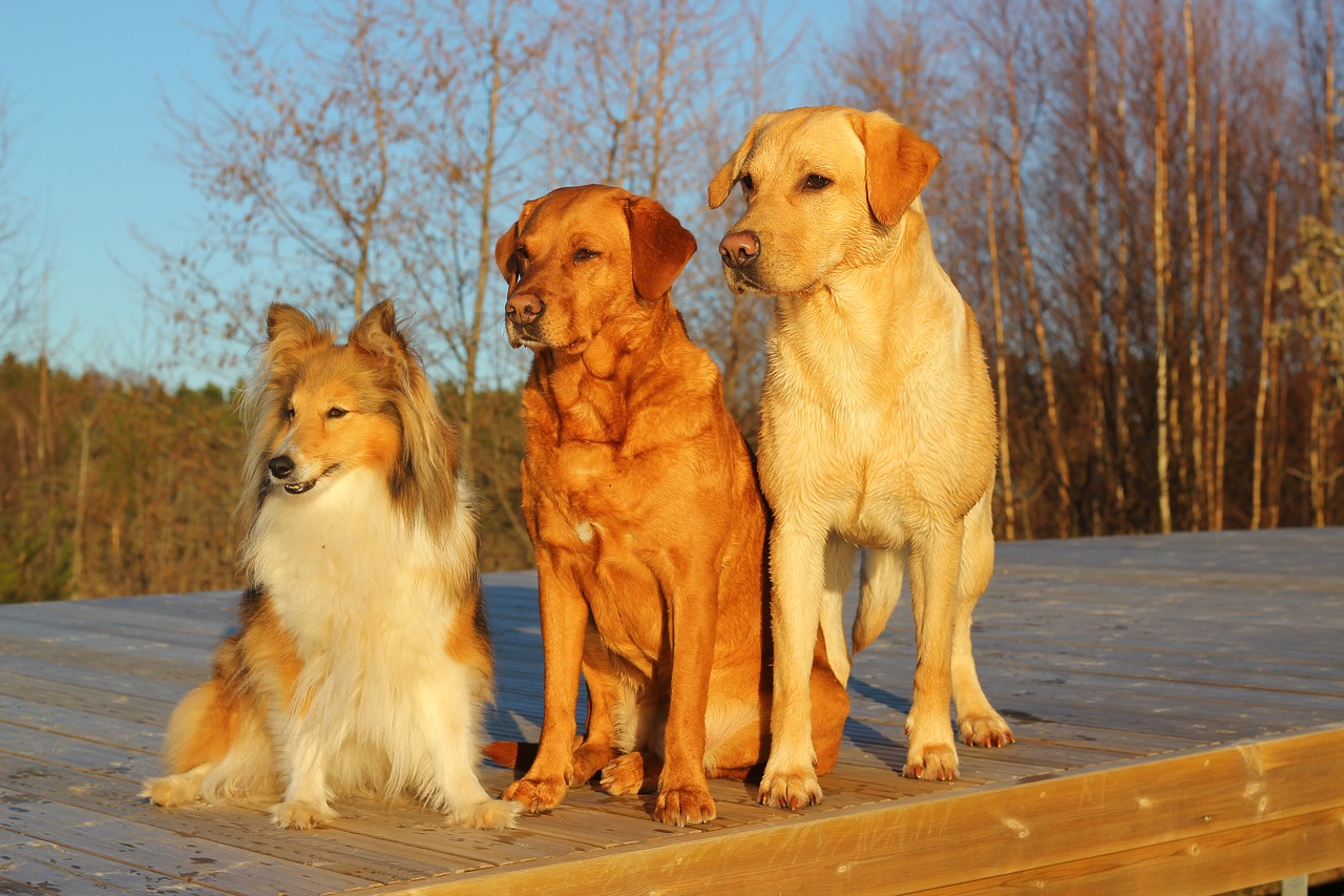 Three yellow dogs sit side-by-side and stare into distance.