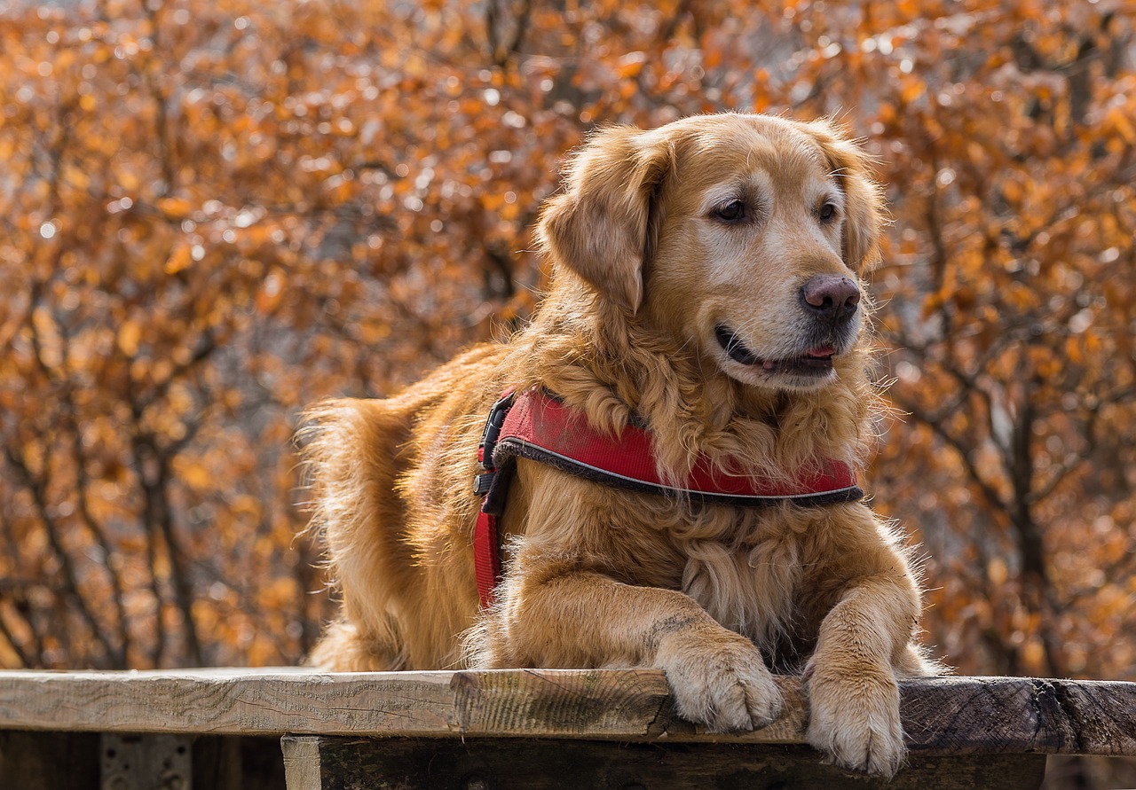 Golden retriever lays on a picnic table with a red vest.