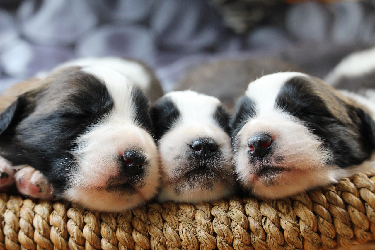 Three black and white mixed breed puppies laying in a basket facing the camera with their eyes closed.