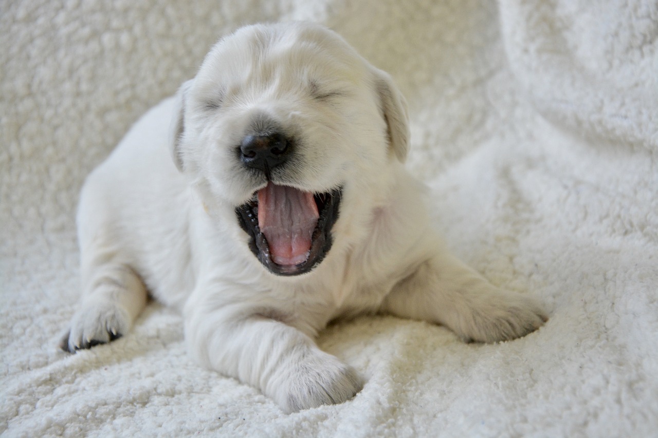 White puppy yawning on a white background.