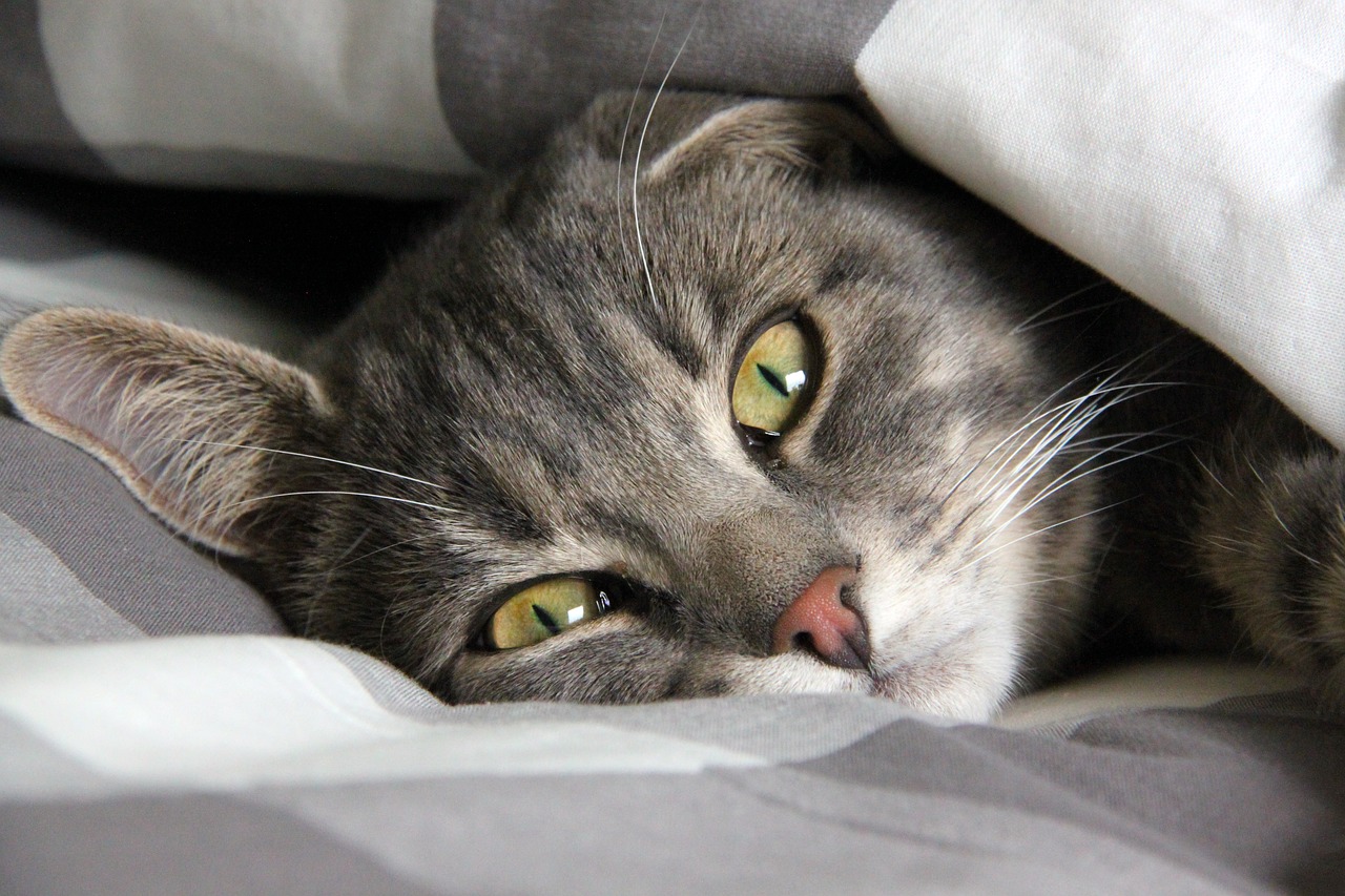 Gray cat laying in bed under a blanket.