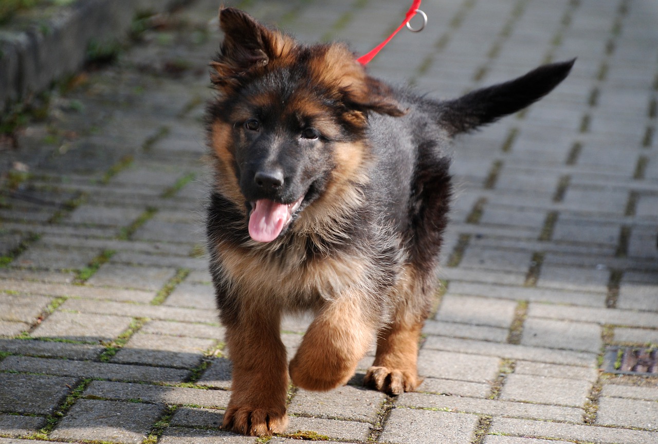 German Shepherd puppy walks toward the camera on a red leash with tongue out.