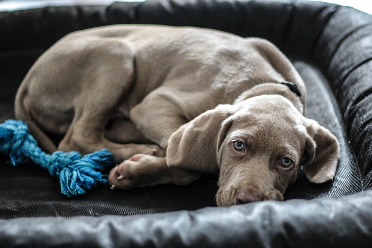 Gray Weimaraner puppy lays in dog bed staring at the camera. 